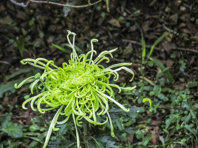 宝宝能喝菊花茶吗（一岁宝宝能喝菊花茶吗）